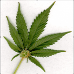 potLeaf_2